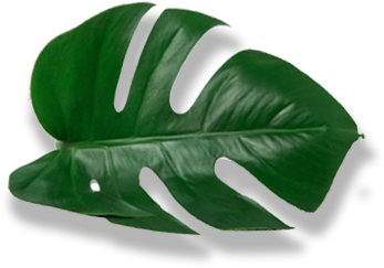leaf.png